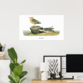 Red Knot, John Audubon Poster (Heimbüro)