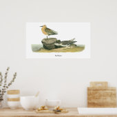 Red Knot, John Audubon Poster (Küche)