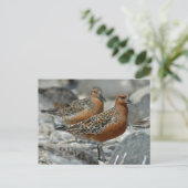 Red Knot Postkarte (Stehend Vorderseite)