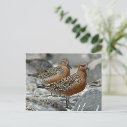 Red Knot Postkarte (Stehend Vorderseite)
