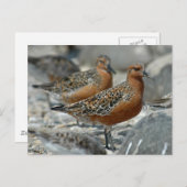 Red Knot Postkarte (Vorne/Hinten)