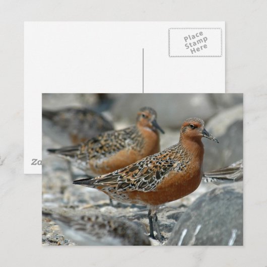 Red Knot Postkarte (Vorne/Hinten)