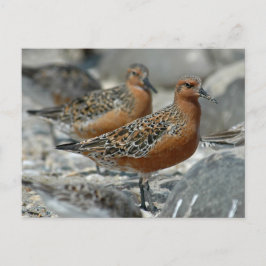Red Knot Postkarte