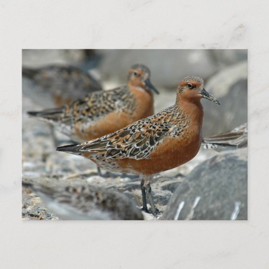 Red Knot Postkarte (Vorderseite)