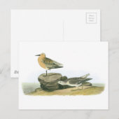 Red Knot von Audubon Postkarte (Vorne/Hinten)