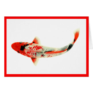 Red Koi