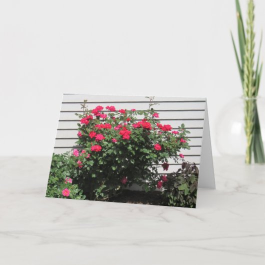 Red Kordes Kardinal Rose Karte (Vorderseite)