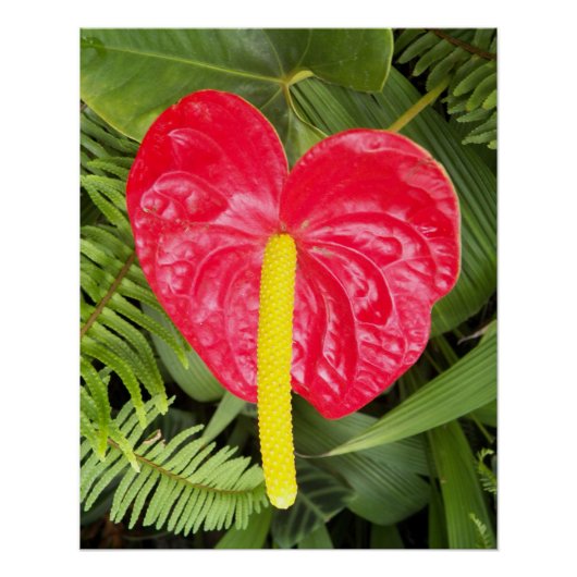 Red Laceleaf Bloom Floral Poster (Vorderseite)