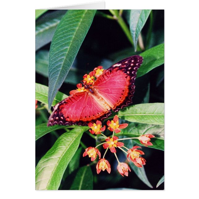 Red Lacewing Butterfly (Vorne)