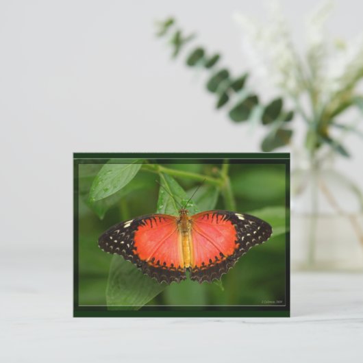 Red Lacewing Postkarte (Stehend Vorderseite)