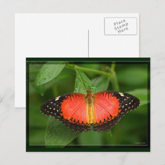 Red Lacewing Postkarte (Vorne/Hinten)