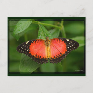 Red Lacewing Postkarte