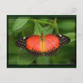 Red Lacewing Postkarte (Vorderseite)