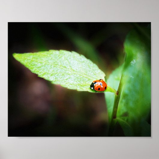 Red Lady Bug Nah in Naturfotografie Poster (Vorne)