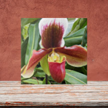 Red Lady Slipper Orchid Floral