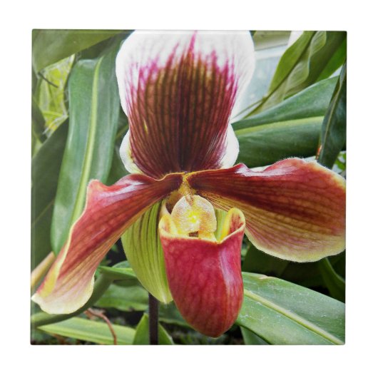 Red Lady Slipper Orchid Floral Fliese (Vorderseite)