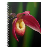 Red Lady Slippers Orchid Notizblock (Vorderseite)