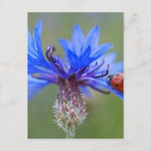 Red Ladybird Beetle Blue Cornflower Postkarte