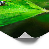 Red Ladybird Poster (Ecke)