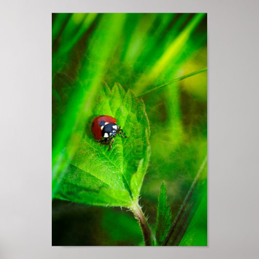 Red Ladybird Poster (Vorne)
