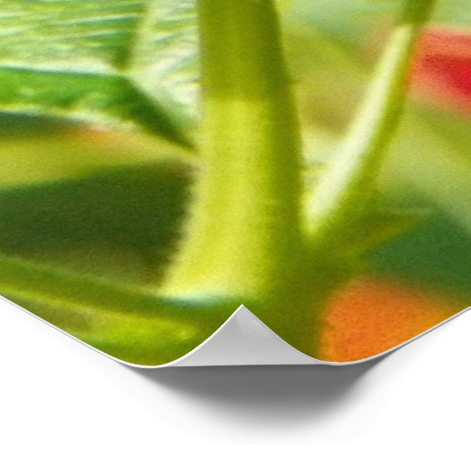 RED LANTANA Poster (Ecke)