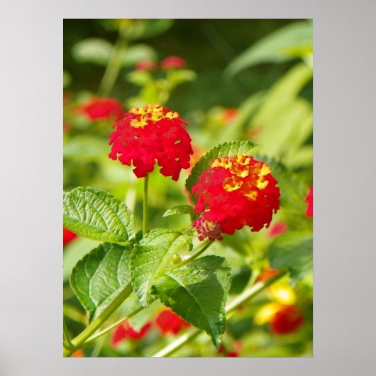 RED LANTANA Poster (Vorne)