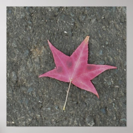 Red Leaf Foto Poster