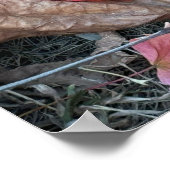 Red Leaf Foto Poster (Ecke)