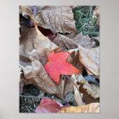 Red Leaf Foto Poster (Vorne)