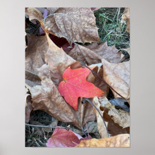 Red Leaf Foto Poster