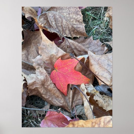Red Leaf Foto Poster (Vorne)