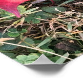 Red Leaf Foto Poster (Ecke)