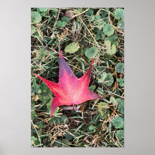 Red Leaf Foto Poster (Vorne)