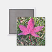 Red Leaf Magnet (Vorderseite/Rückseite)