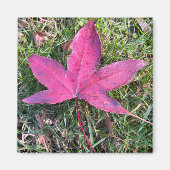 Red Leaf Magnet (Vorne)
