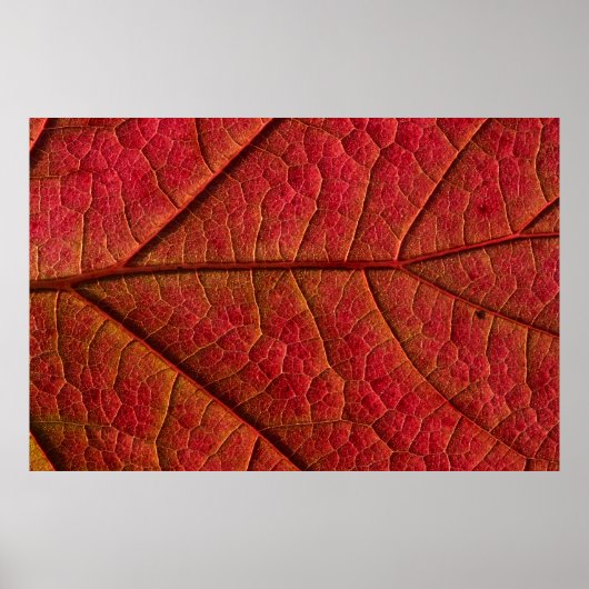 RED LEAF POSTER (Vorne)
