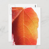 Red Leaf Postkarte (Vorne/Hinten)