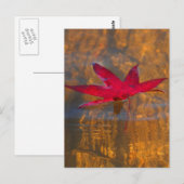 Red Leaf Postkarte (Vorne/Hinten)