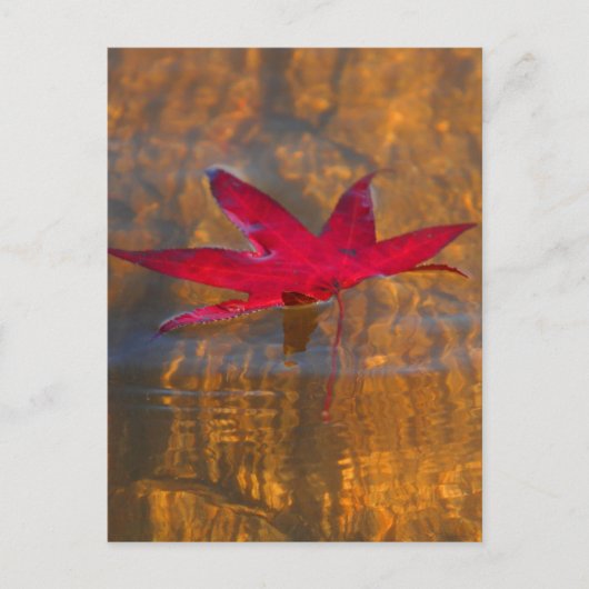 Red Leaf Postkarte (Vorderseite)