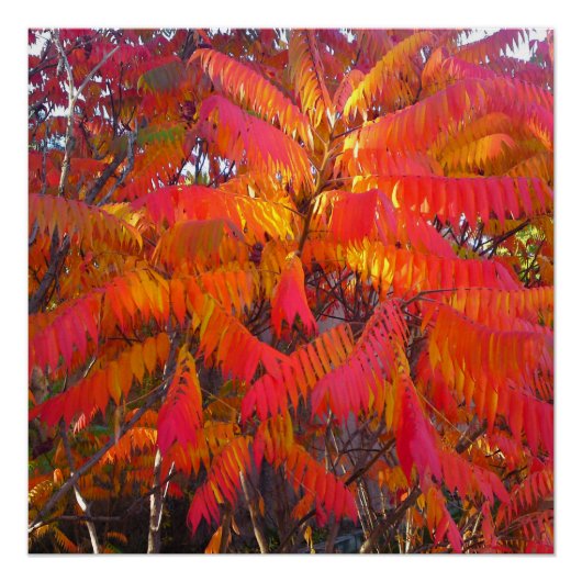 Red Leaf Tree Perfect Poster (Vorderseite)