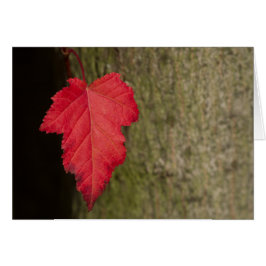 Red Leaf wartete zu fallen
