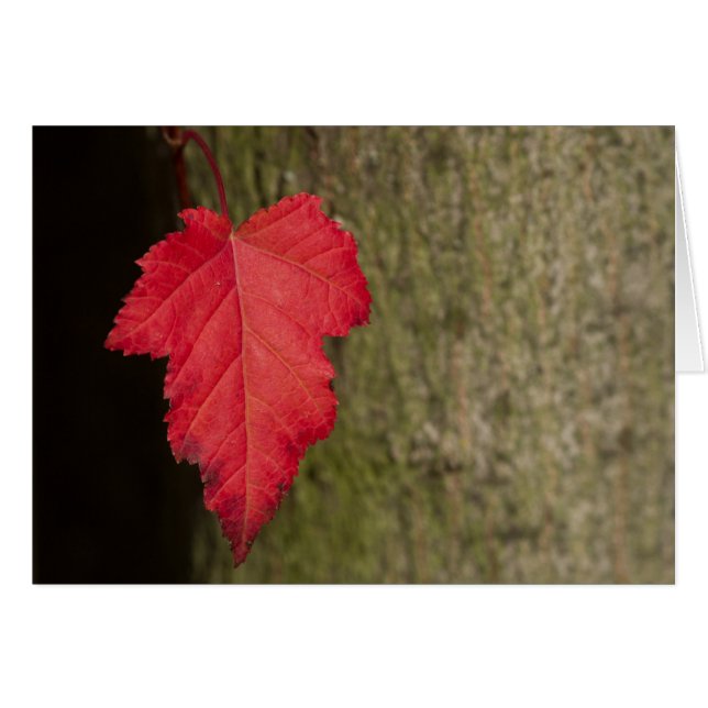 Red Leaf wartete zu fallen (Vorderseite (Horizontal))