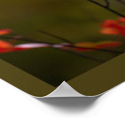 Red Leaves and Branches Poster (Ecke)