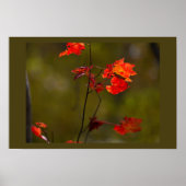 Red Leaves and Branches Poster (Vorne)