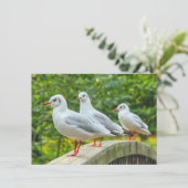 Red Leged Kittiwakes Karte (Stehend Vorderseite)