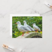 Red Leged Kittiwakes Karte (Vorderseite/Rückseite Beispiel)