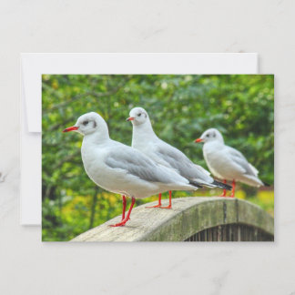 Red Leged Kittiwakes Karte