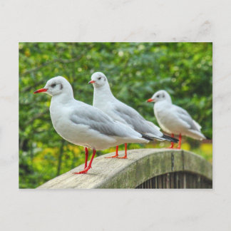 Red Leged Kittiwakes Postkarte