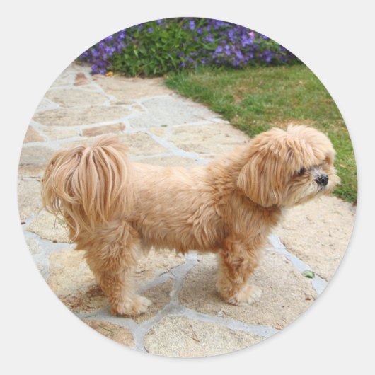 Red Lhasa Apso Hund Runder Aufkleber (Vorderseite)