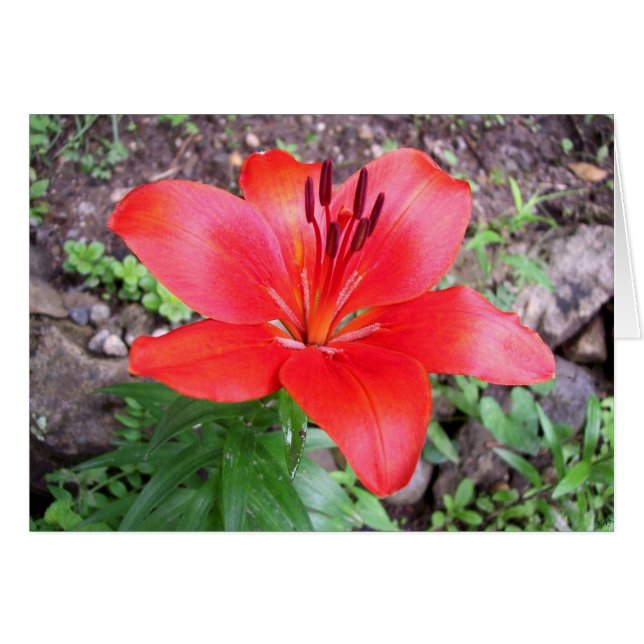 Red Lilie 1 (Vorderseite (Horizontal))